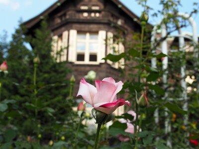 Western-style pink flower