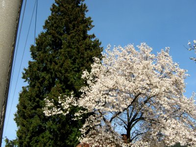 Primavara