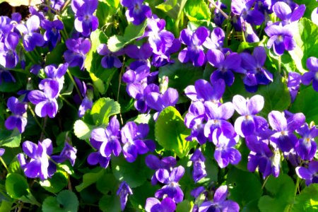 violets in the garden photo