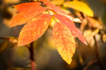 Nature plant orange photo