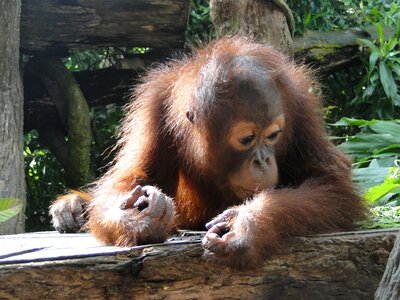 Cute sweet mammal