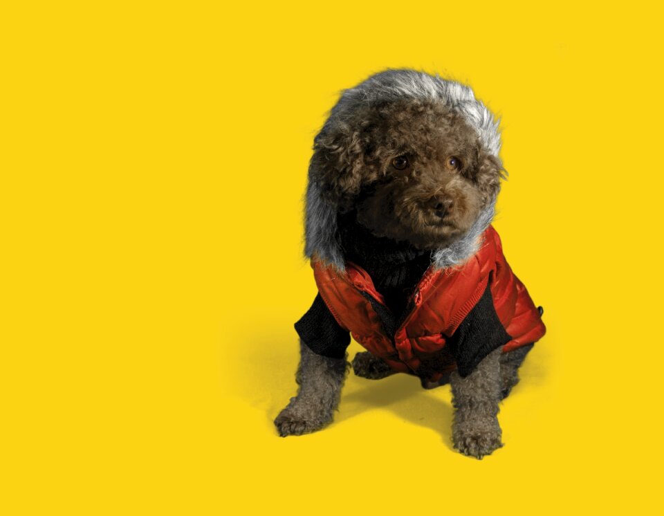 Brown dog puppy fashion dog fashion