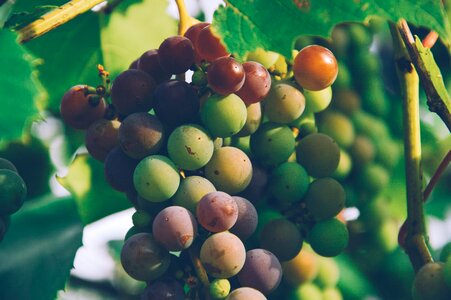 Vines healthy food