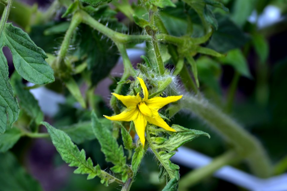 tomato flower photo