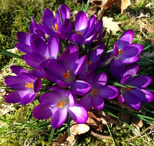 Purple spring flower bulbs photo
