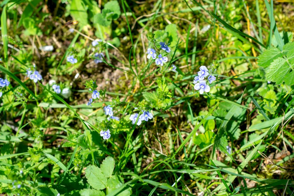 Flowers of spring