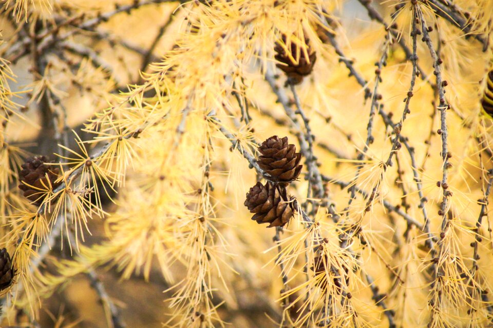 Pinecone season orange tree