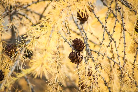 Pinecone season orange tree