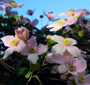 Ornament bloom flowers