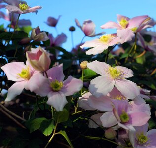 Ornament bloom flowers photo