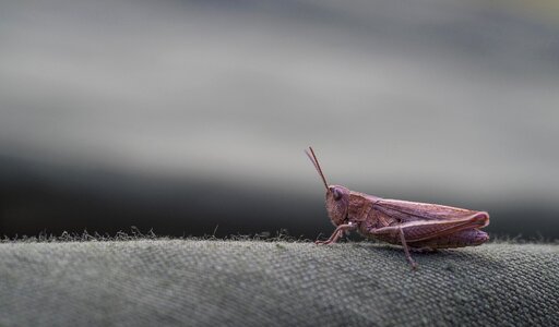Animal brown hopper