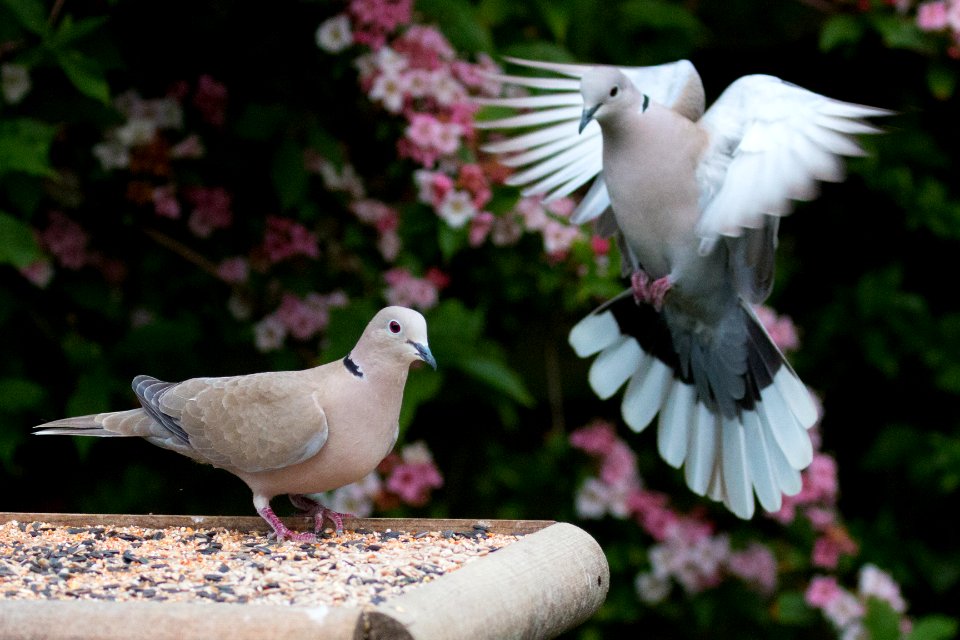 Garden Wildlife