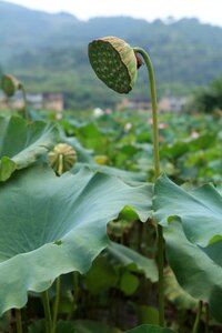 Pond plant flower
