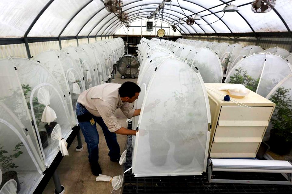 20200203-APHIS-USDA-0004