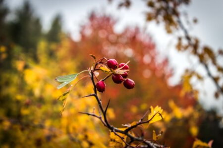 Yellow fall tree