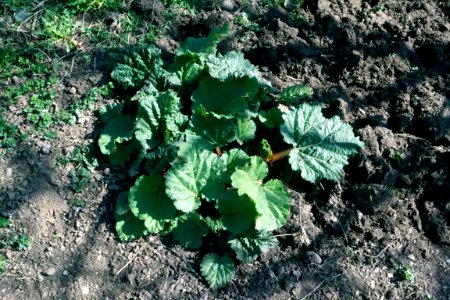 rhubarb