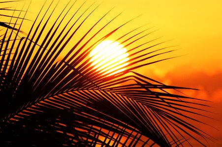 Sky palm and sun romance