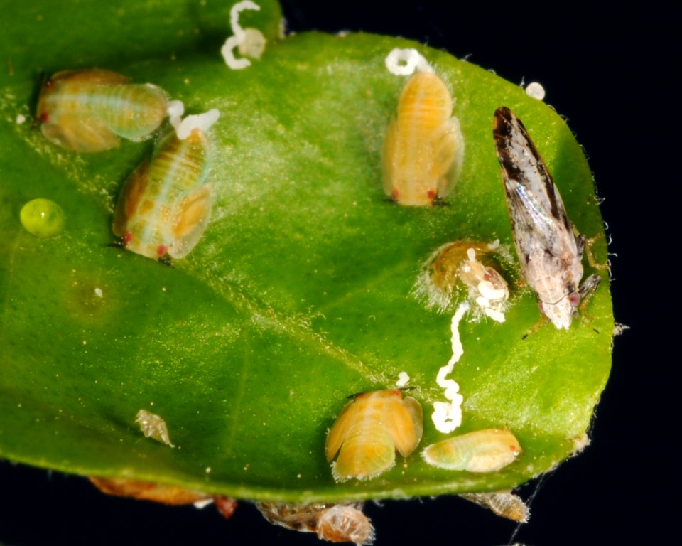 20090805-APHIS-DB-0012