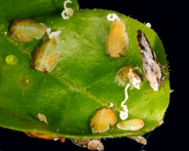 20090805-APHIS-DB-0012