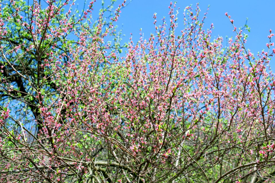 Flowers of spring