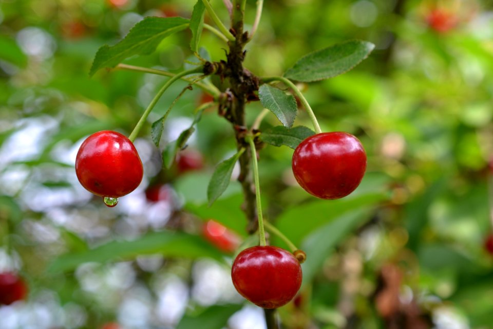 sour cherries