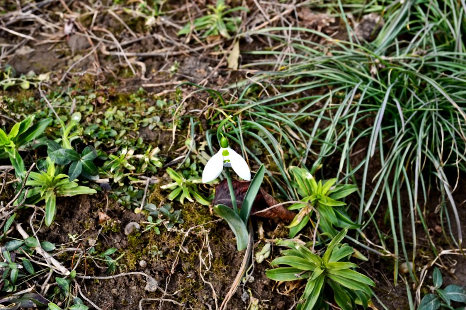 Snowdrops in February