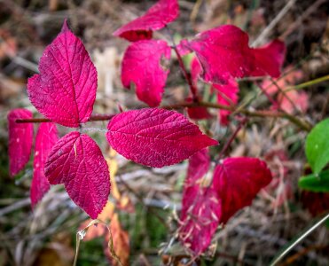Fall nature season