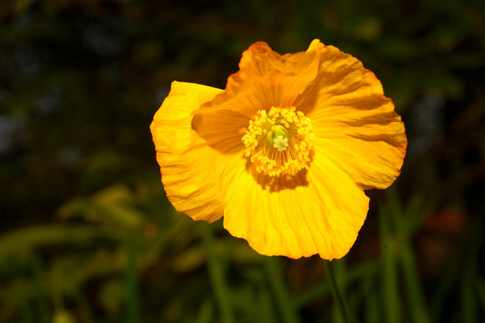 Bloom yellow nature