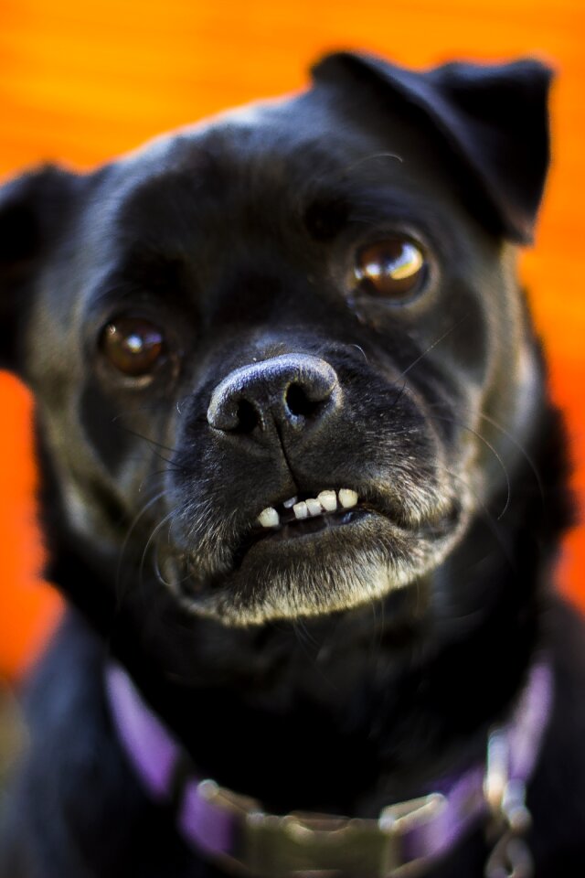 Pet puppy funny