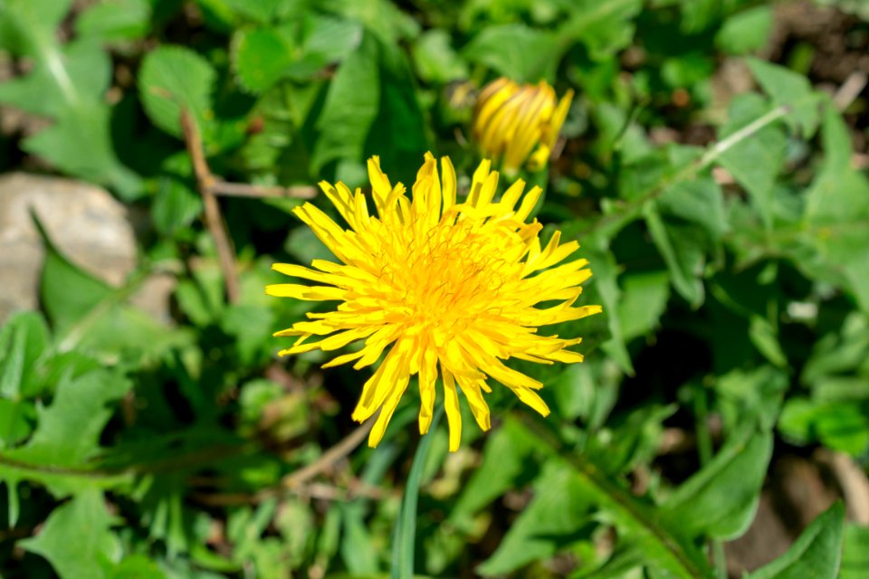 Flowers of spring