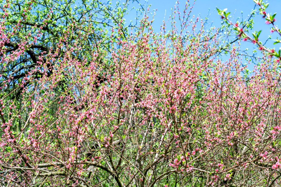 Flowers of spring