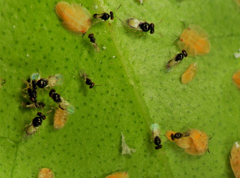 20150709-APHIS-USDA-0012