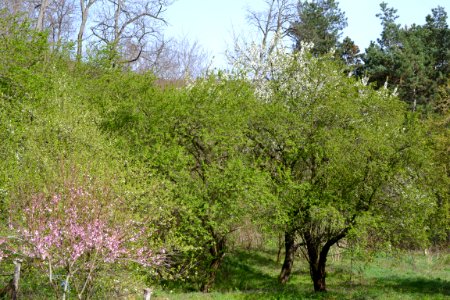 Landscape with nature