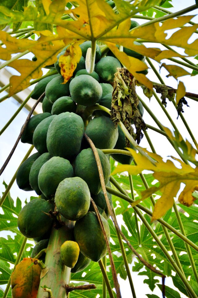 Fetus tree exotic