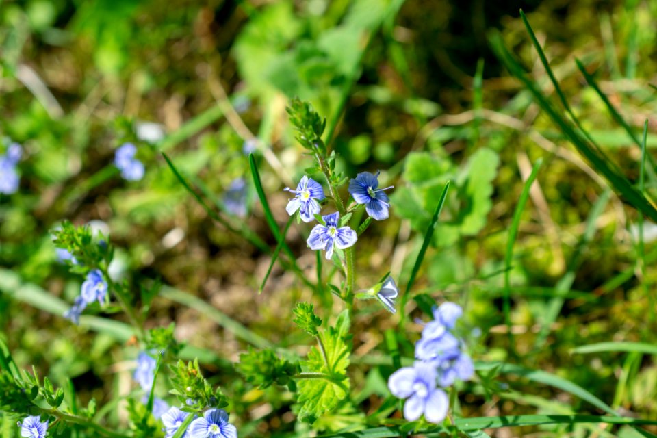 Flowers of spring