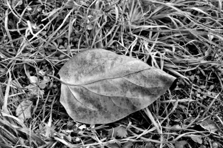 Grayscale