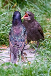 Garden Wildlife