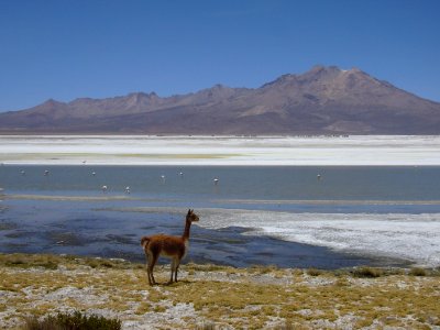 Salar de Surire - Putre