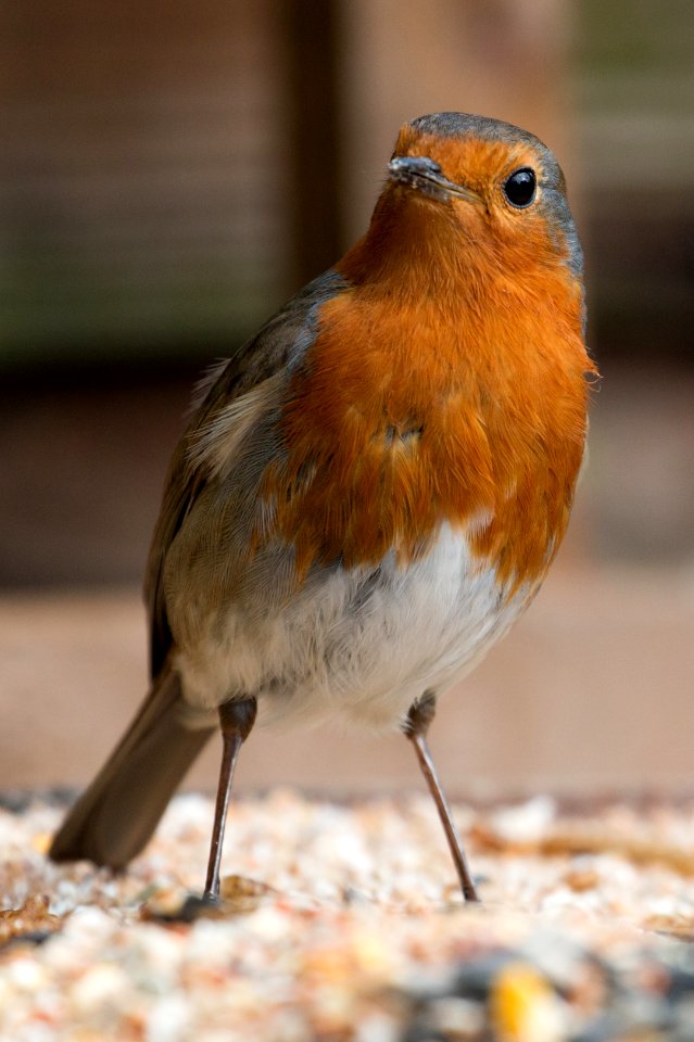 Robin