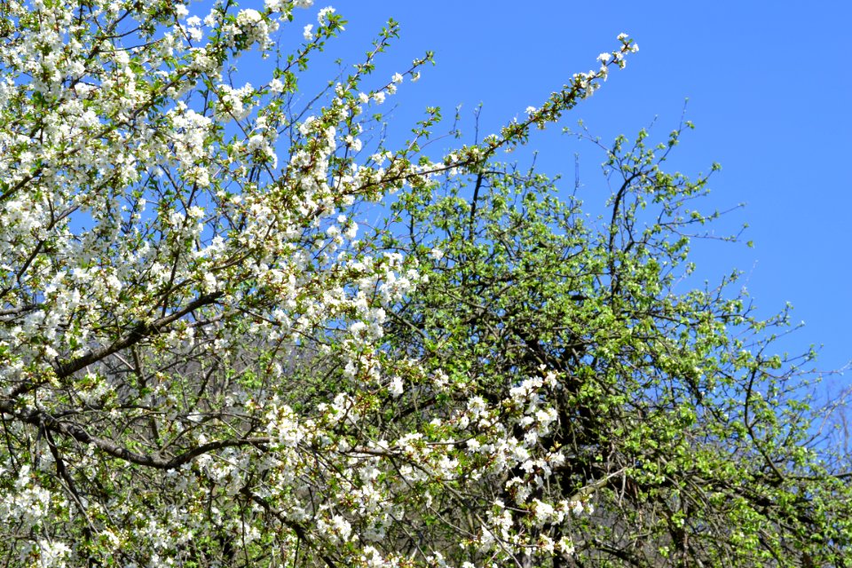 The trees bloomed