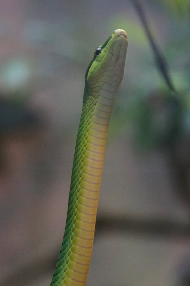 Sharpnose snake non toxic zoo