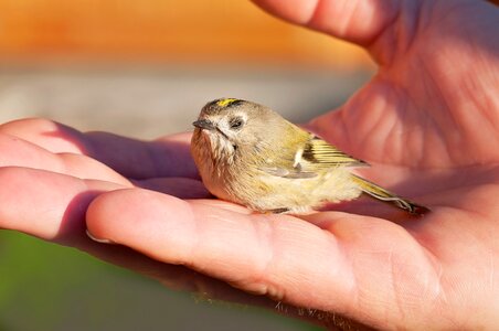 Animal weakened hand