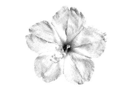 pencil sketch