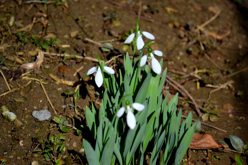 snowdrop