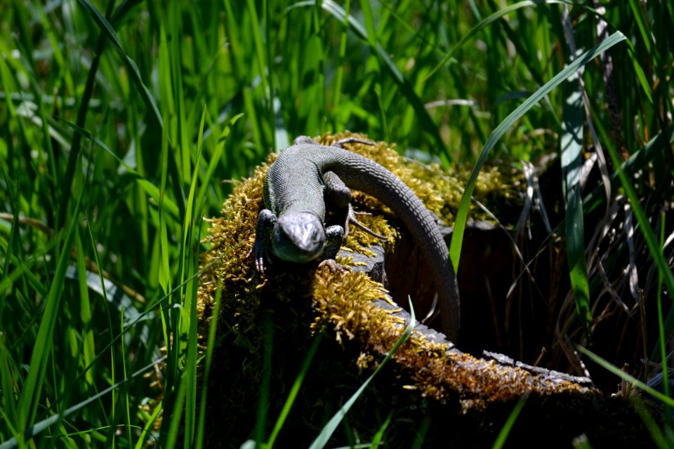 Lizard