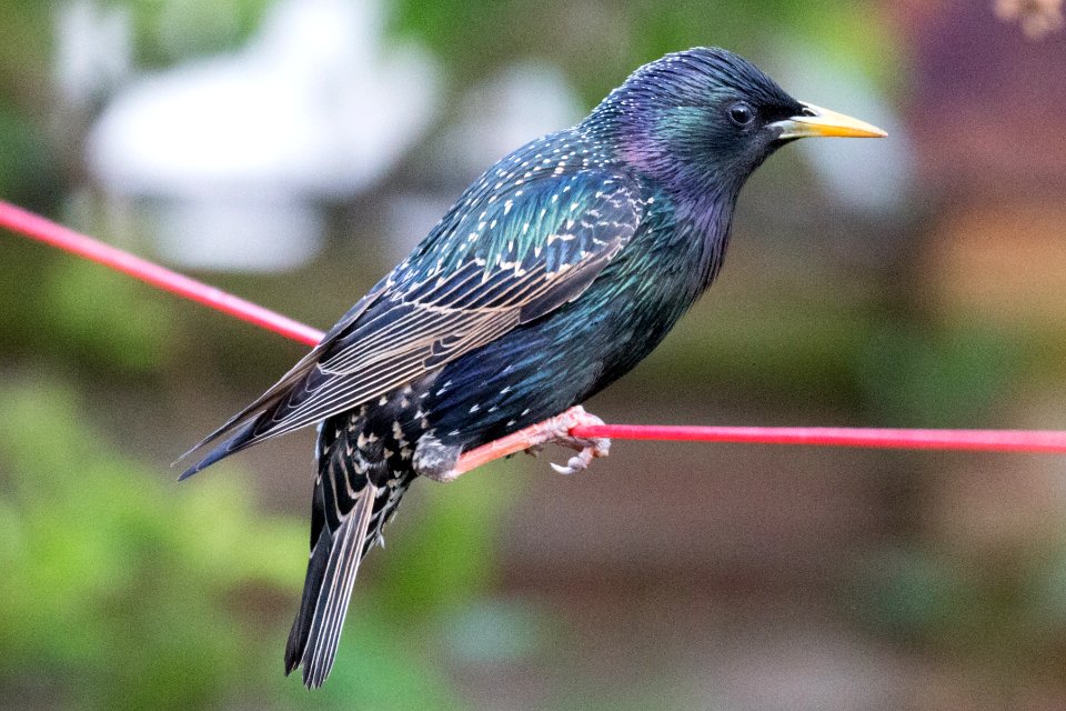 Garden Wildlife photo