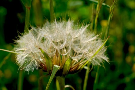 Seeds fluffity glauschig photo