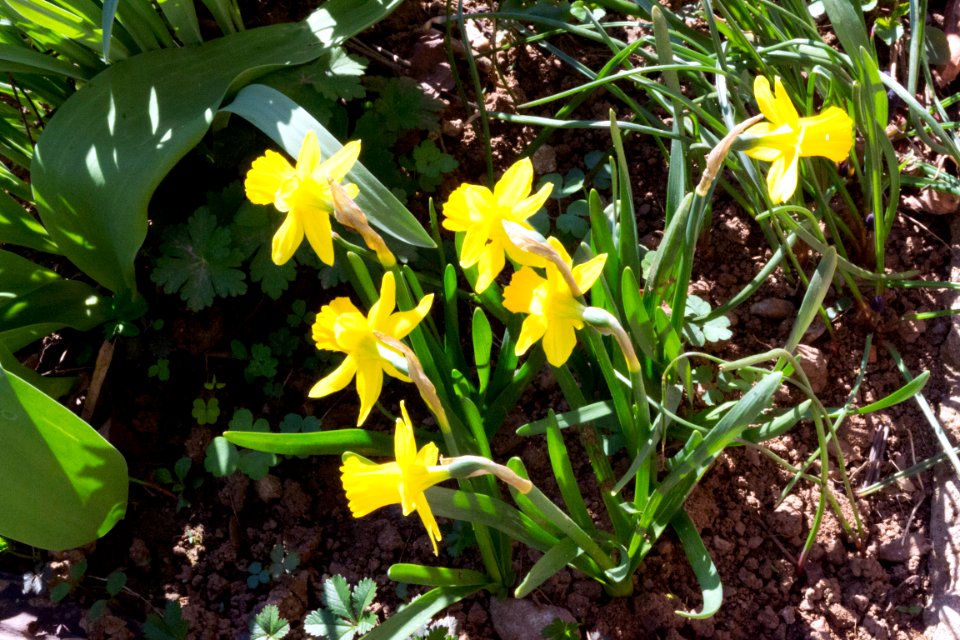 daffodils