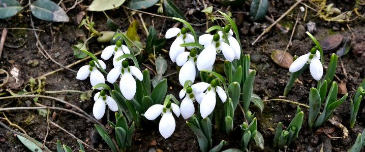 Snowdrops in February photo