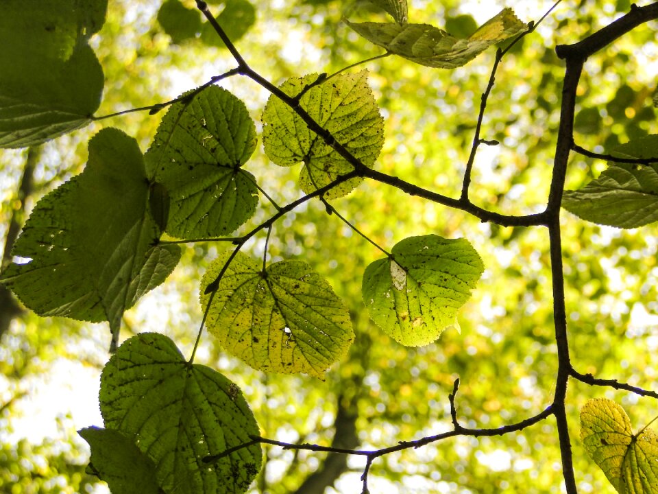 Leaf sun nature